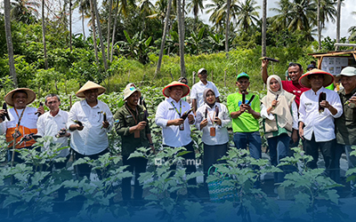 Sekda Ternate Penen Perdana Terong Biokonversi Program Kolaborasi