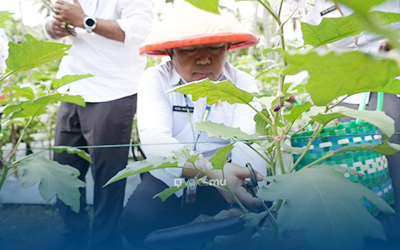 Sekda Ternate Panen Perdana Terong Biokonversi Program Kolaborasi 1 Sekda Ternate Panen Perdana Terong Biokonversi Program Kolaborasi