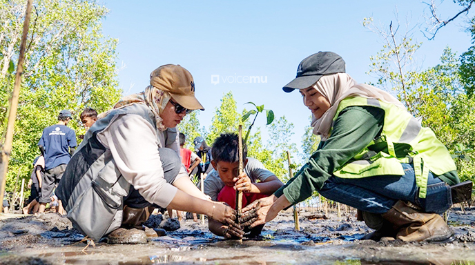 Mahasiswa KKN UGM dan Harita Nickel Tanam 380 Mangrove di Soligi
