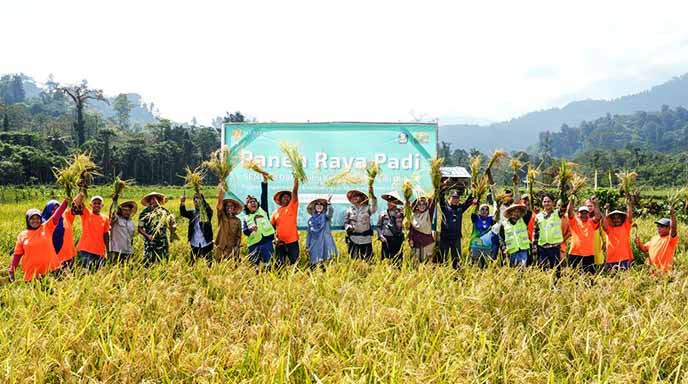 Kelompok Tani Milenial Obi Panen 6,5 Ton Padi: Lampaui Target Nasional
