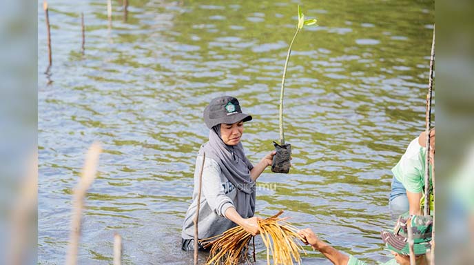 PT Position Tanam 1.800 Bibit Mangrove di Pesisir Wailukum 2 PT Position Tanam 1.800 Bibit Mangrove di Pesisir Wailukum