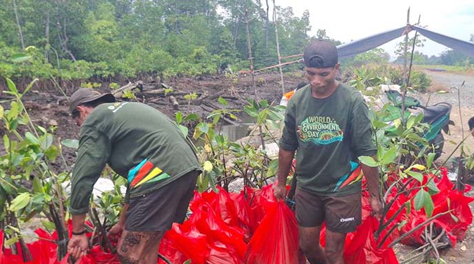 PT Position Tanam 1.800 Bibit Mangrove di Pesisir Wailukum 4 PT Position Tanam 1.800 Bibit Mangrove di Pesisir Wailukum